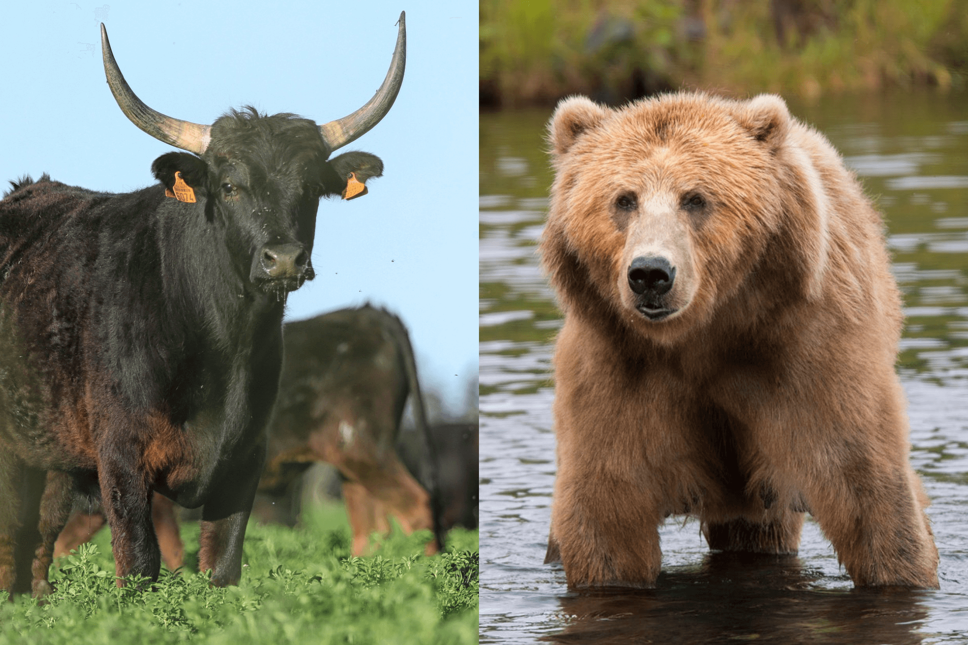 Was ist ein Bären und Bullenmarkt?